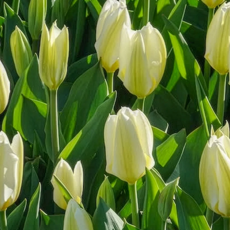 Fosteriana-Tulpen Purissima