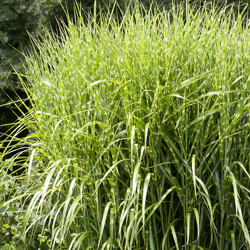 Chinaschilf ‘Zebrinus’