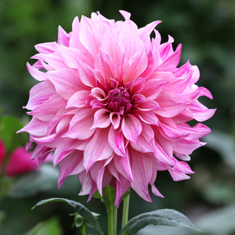 Dahlie ‘Cafe au Lait Rose’