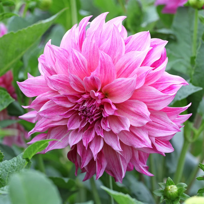 Dahlie ‘Cafe au Lait Rose’