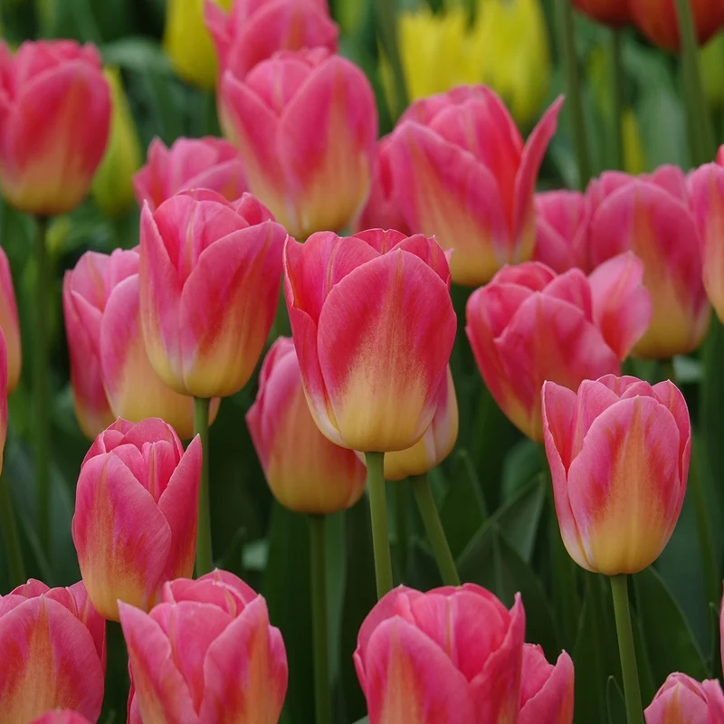 Triumph-Tulpen Tom Pouce
