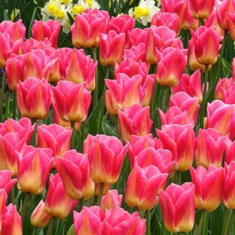 Triumph-Tulpen Tom Pouce