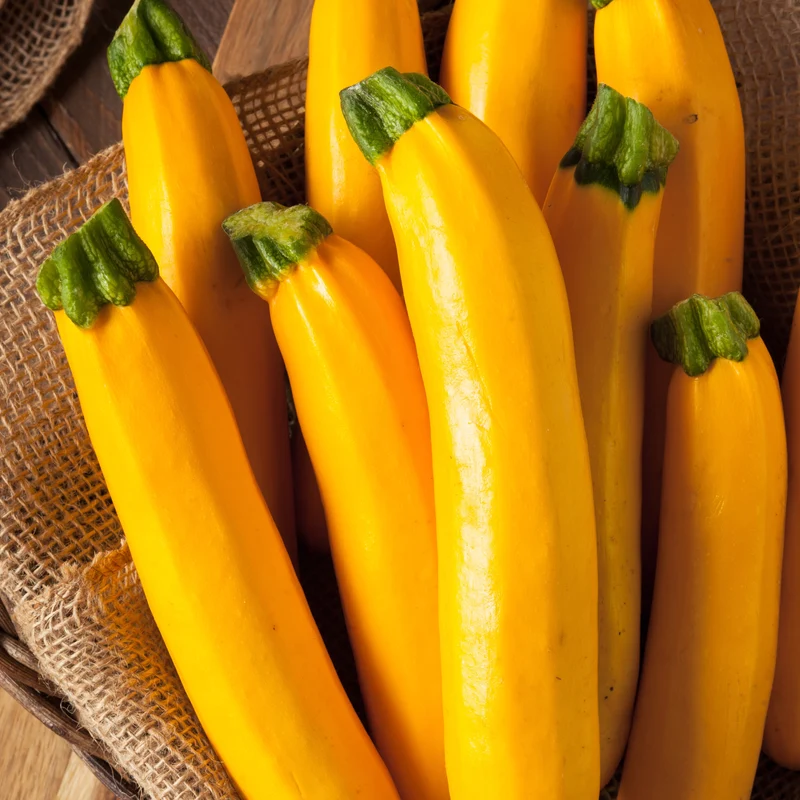 Zucchini Lingodor F1
