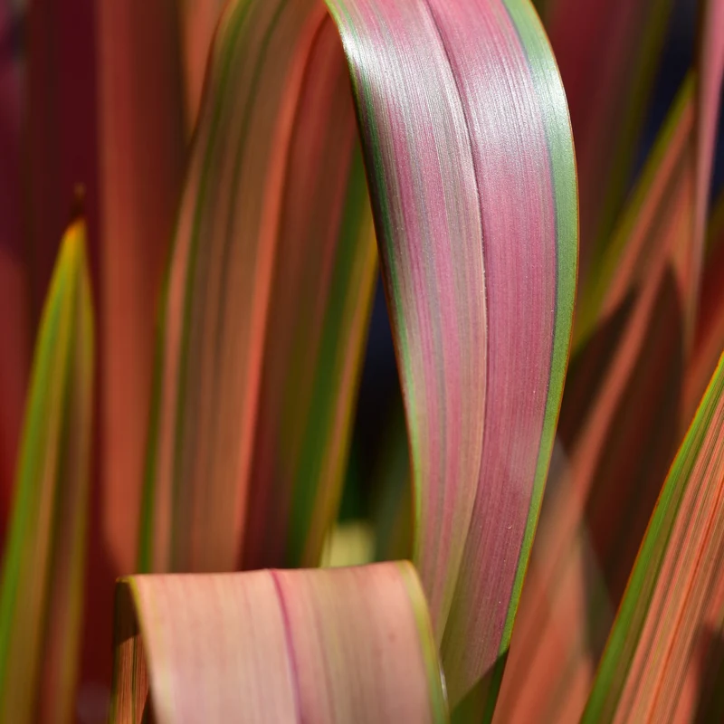 Neuseeländischer Flachs Rainbow Queen