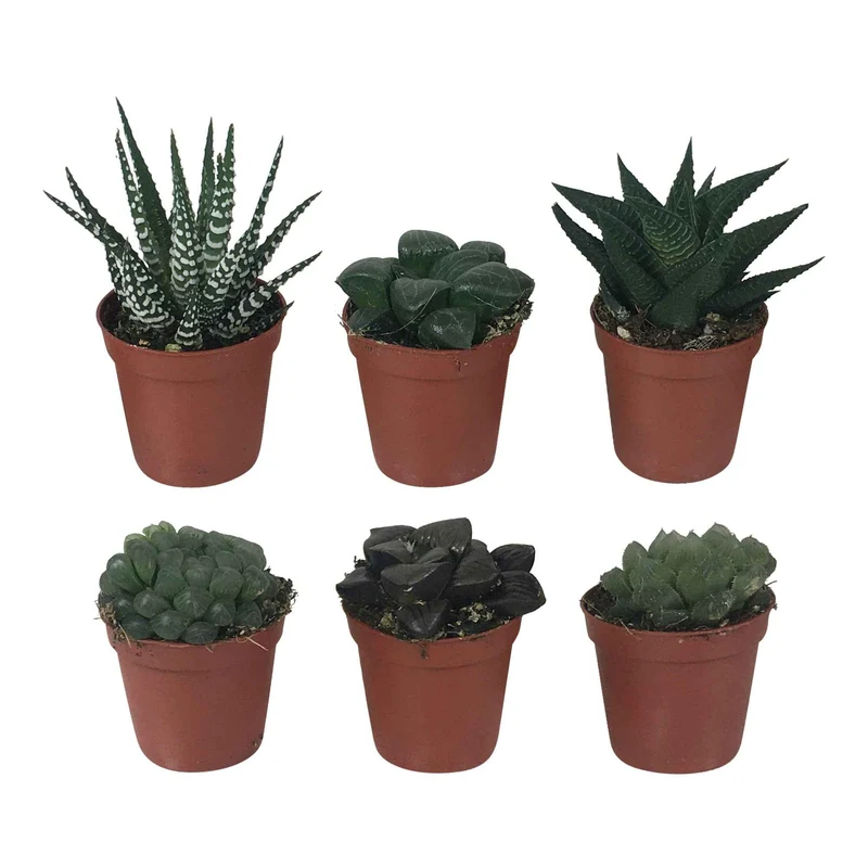 Haworthia Mischung