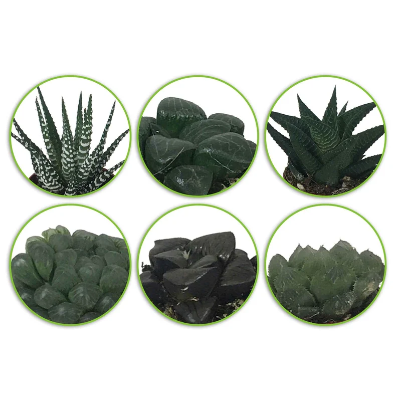 Haworthia Mischung