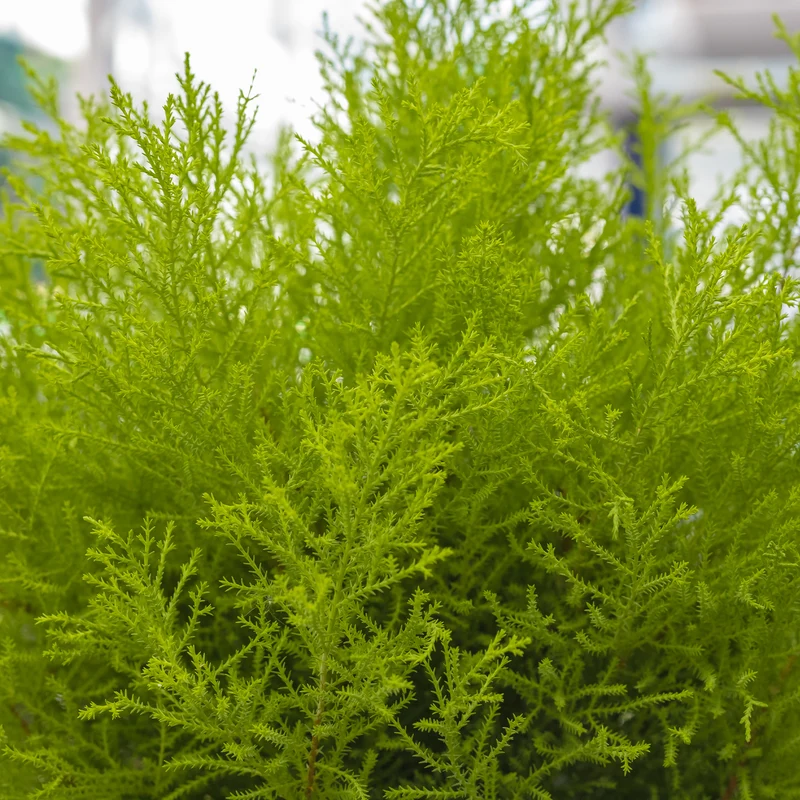 Zimmerzypresse 'Goldcrest Wilma'