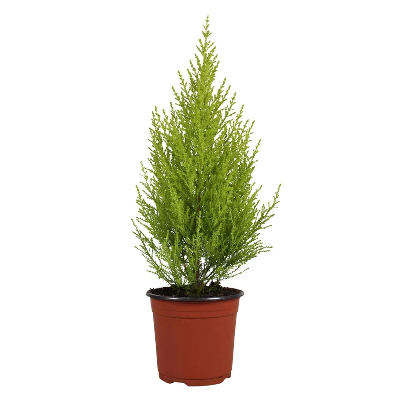 Zimmerzypresse 'Goldcrest Wilma'