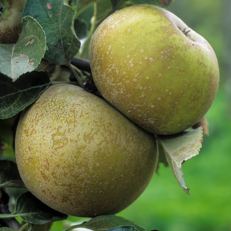 Apfel 'Reinette Grise du Canada'