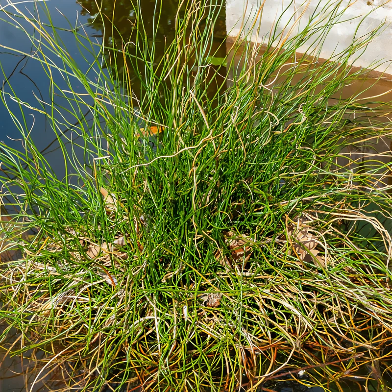 Sparrige Binse Spiralis
