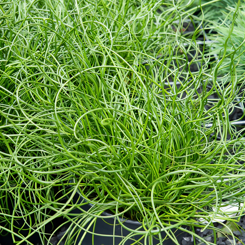 Sparrige Binse Spiralis
