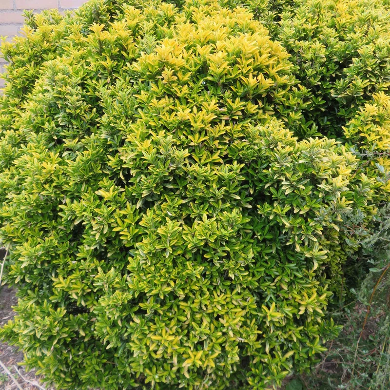 Japanischer Spindelstrauch 'Microphyllus Aureovariegatus'