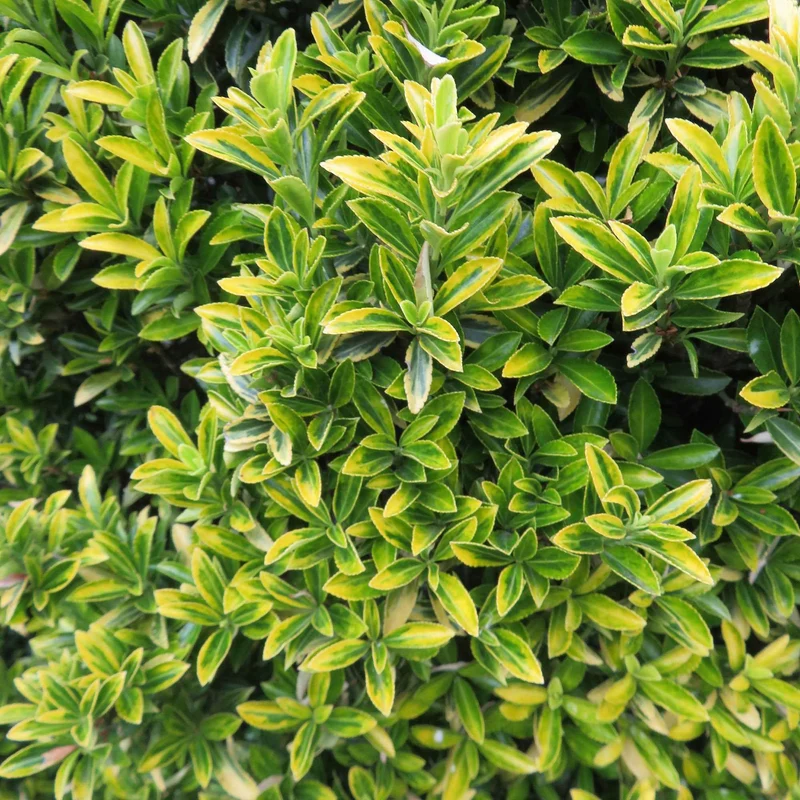 Japanischer Spindelstrauch 'Microphyllus Aureovariegatus'