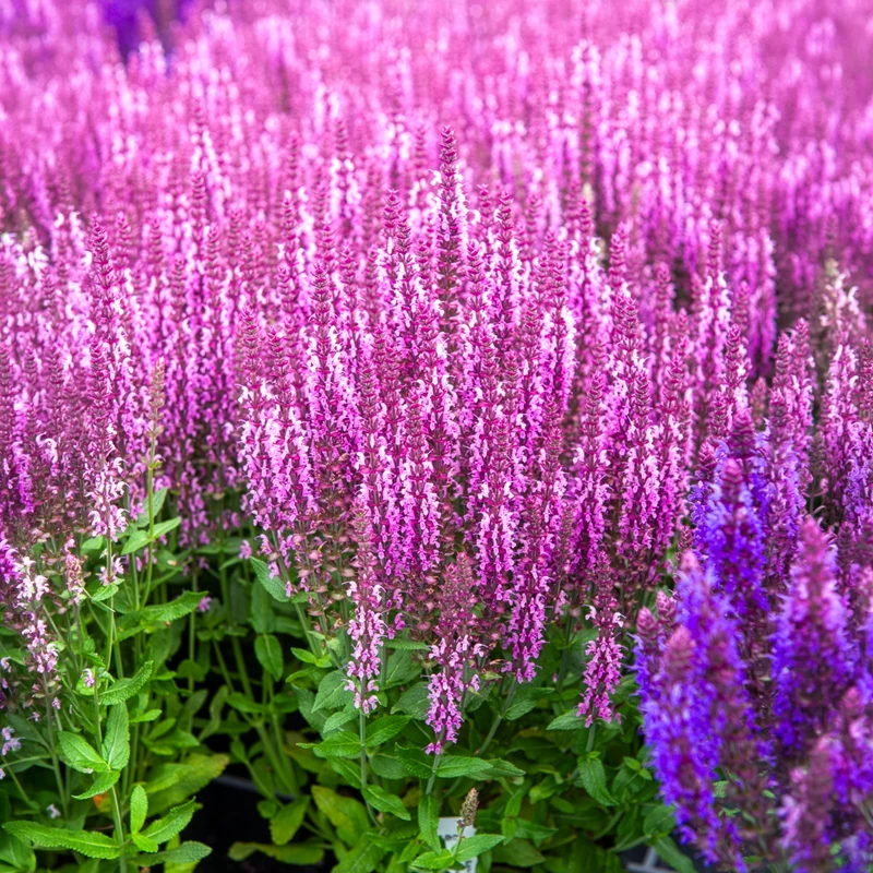 Steppensalbei 'Sensation Pink'