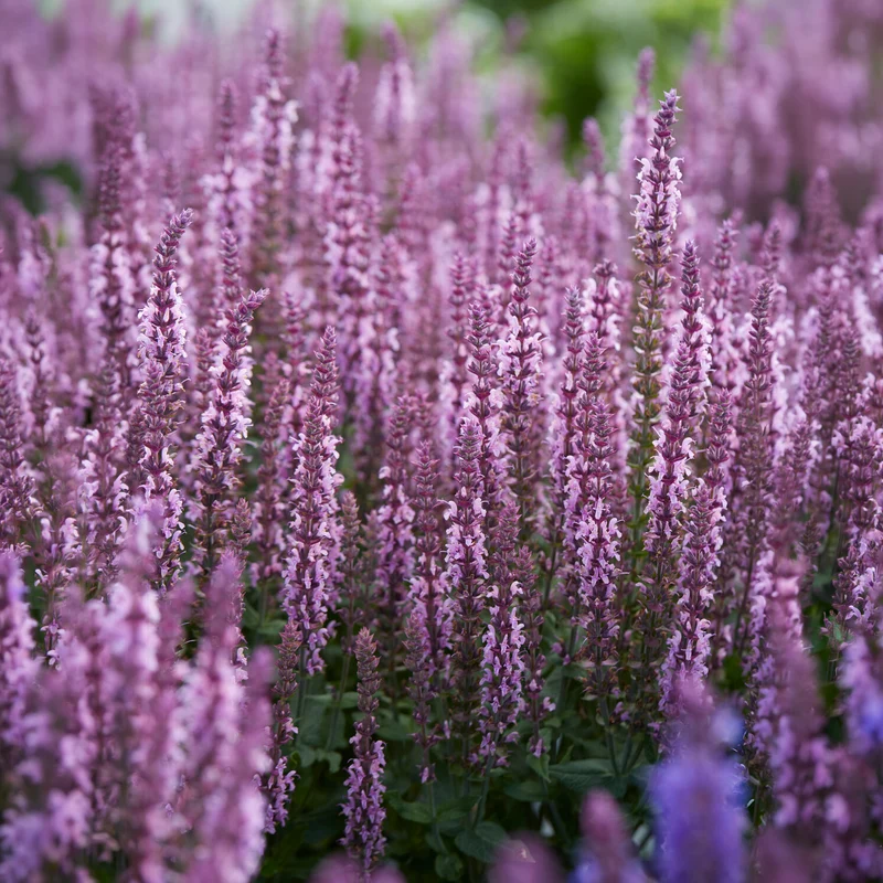 Steppensalbei 'Sensation Pink'