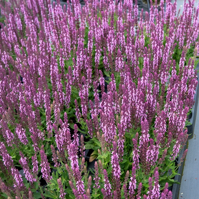 Steppensalbei 'Sensation Pink'