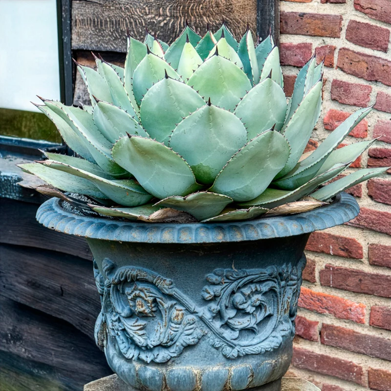 Parry-Agave