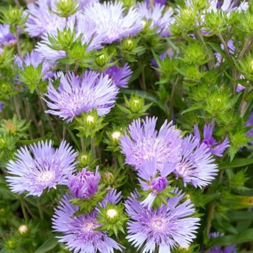 Stokesie ‘Mels Blue’