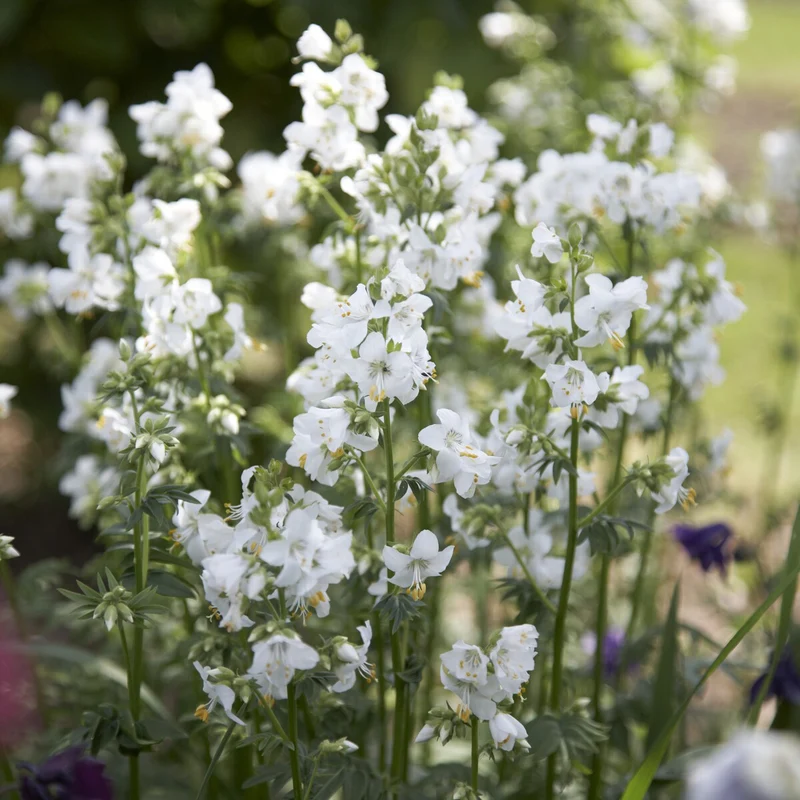 Jakobsleiter weiß (Polemonium 'Album')