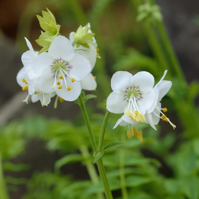 Jakobsleiter weiß (Polemonium 'Album')