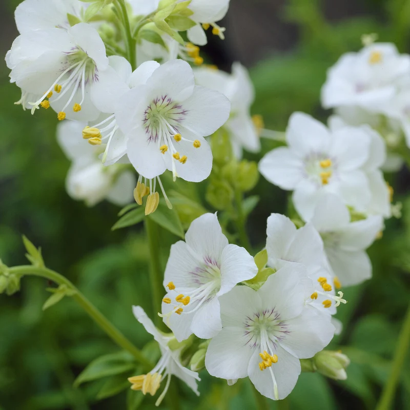 Jakobsleiter weiß (Polemonium 'Album')