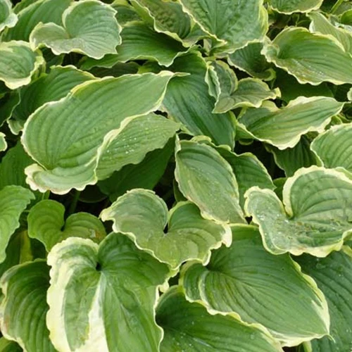 Hosta Spring Fling Funkia