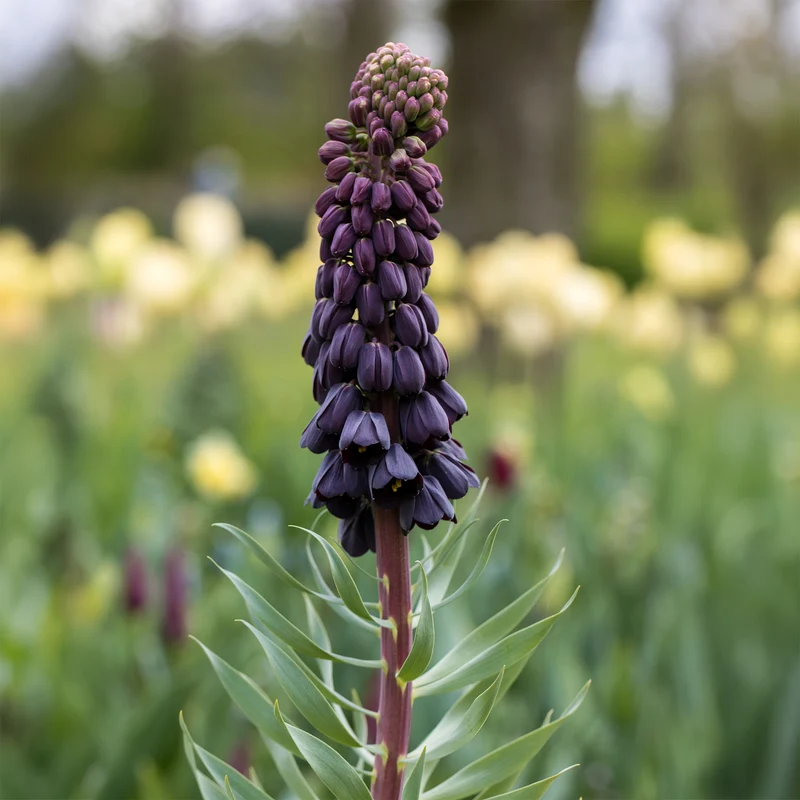 Persische Schachblume