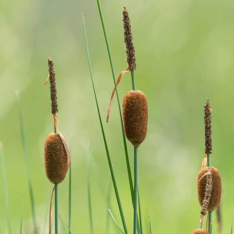 Zwerg-Rohrkolben
