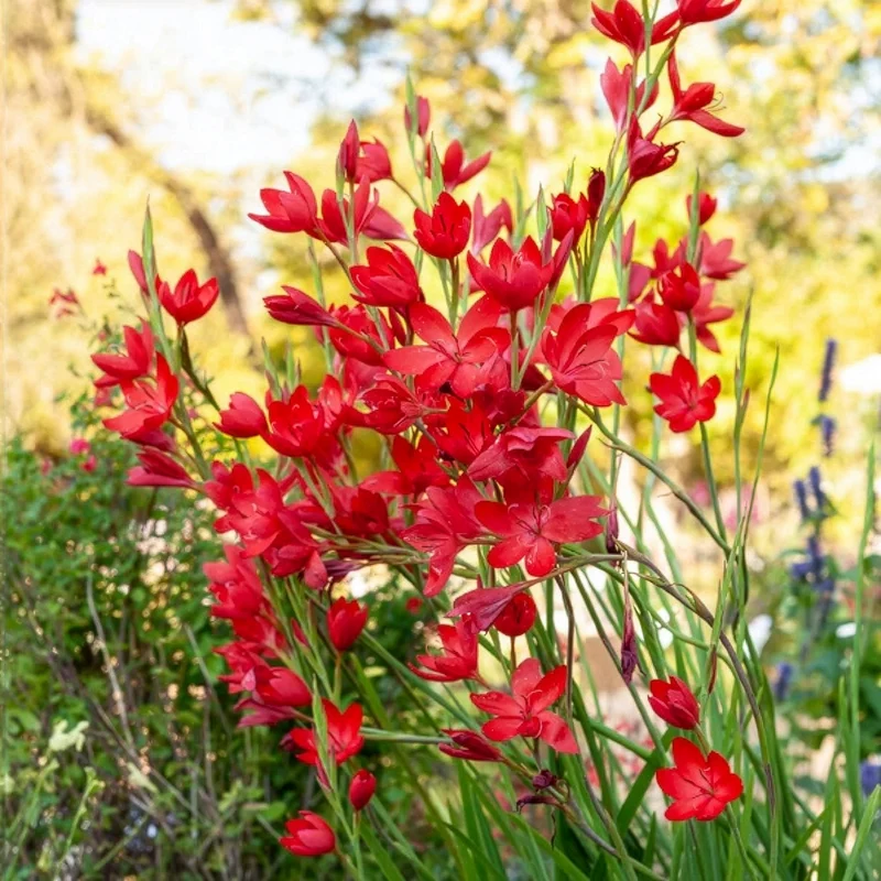 Kaffernlilie 'Major'