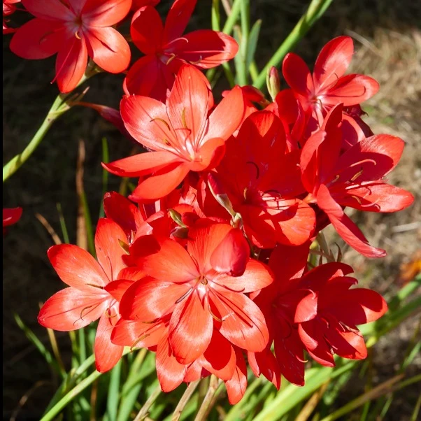 Kaffernlilie 'Major'