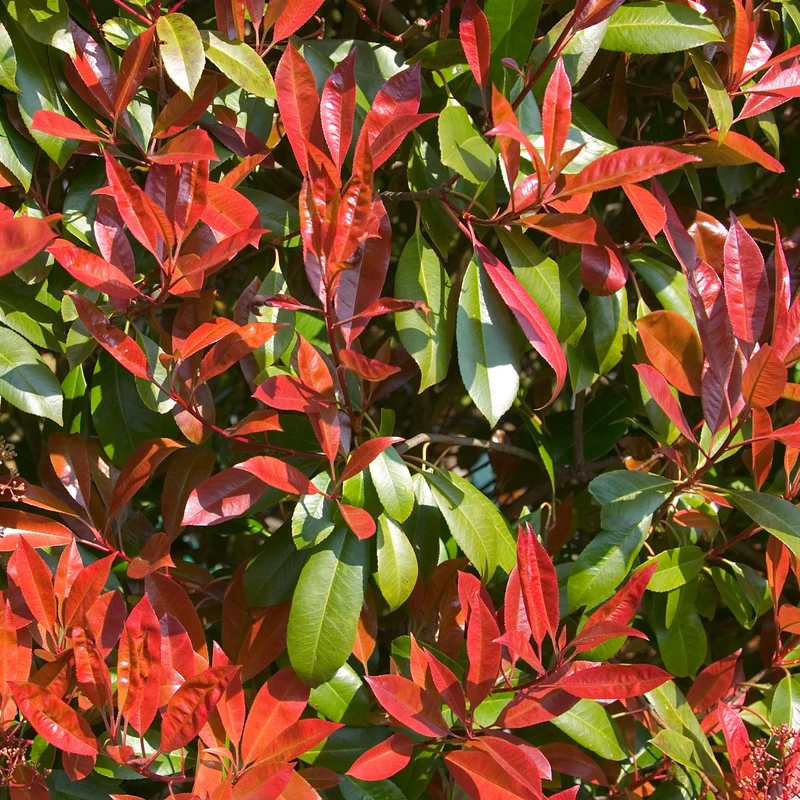 Glanzmispel 'Carré Rouge'