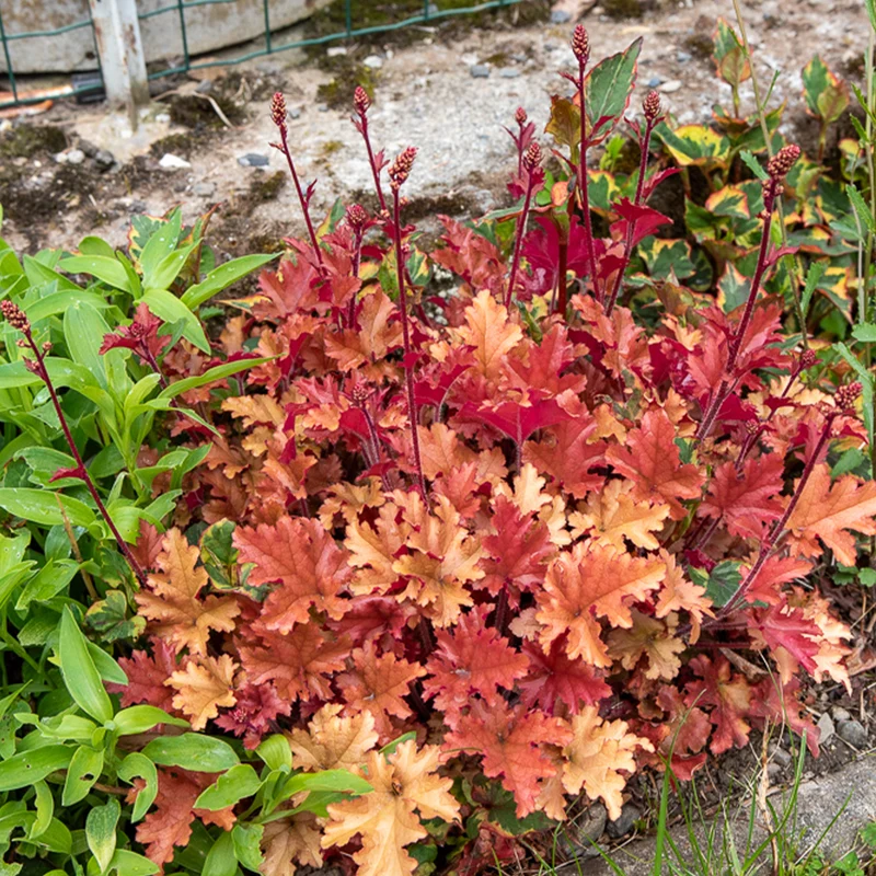 Purpurglöckchen 'Marmalade'