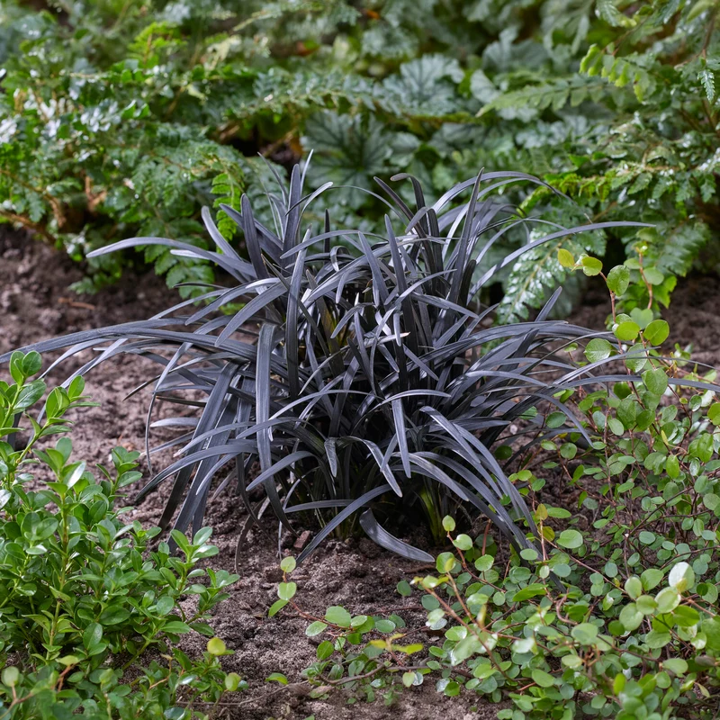 Schwarzer Schlangenbart 'Nigrescens'