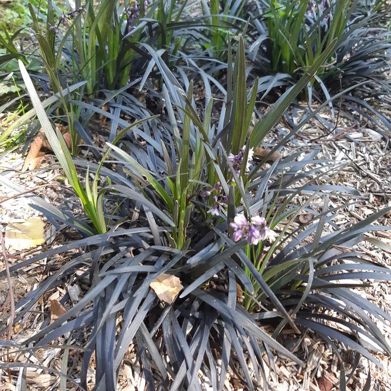 Schwarzer Schlangenbart 'Nigrescens'
