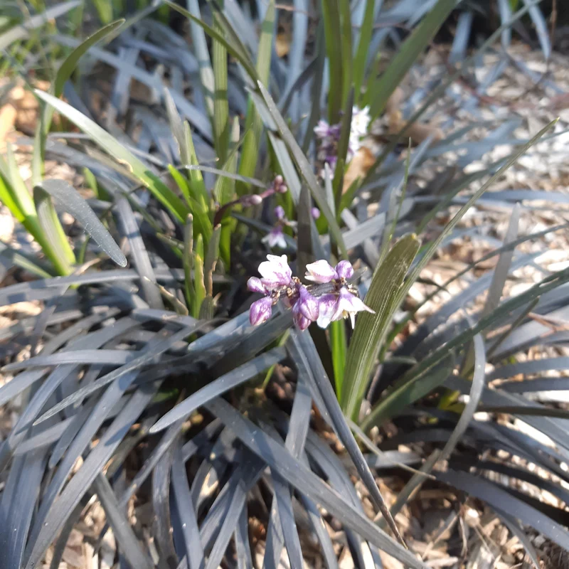 Schwarzer Schlangenbart 'Nigrescens'
