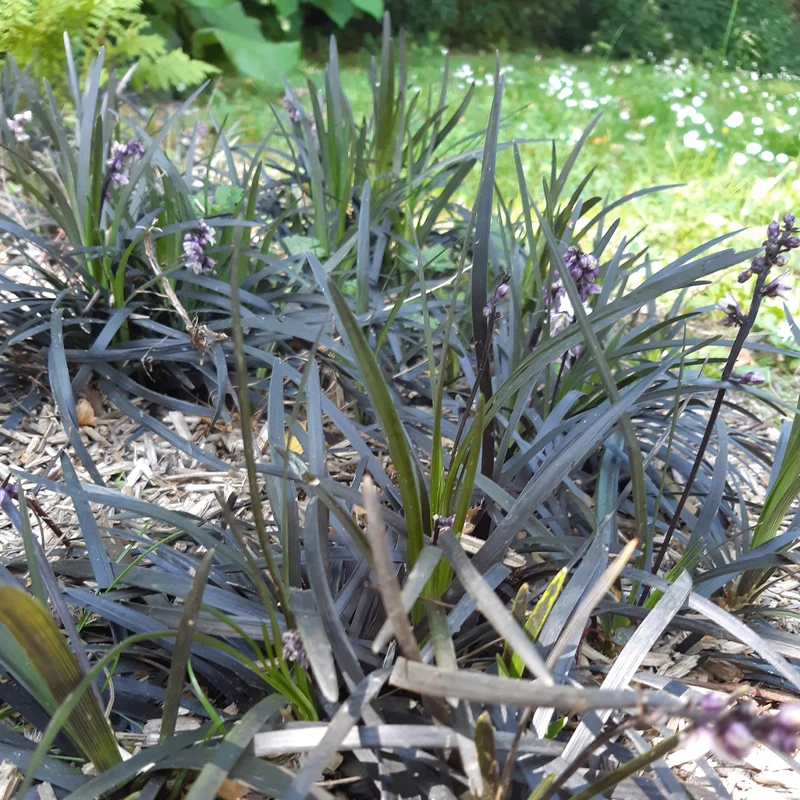 Schwarzer Schlangenbart 'Nigrescens'