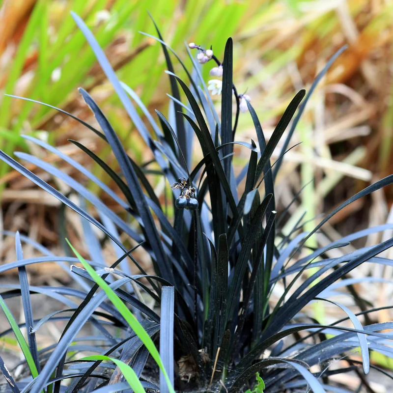 Schwarzer Schlangenbart 'Nigrescens'