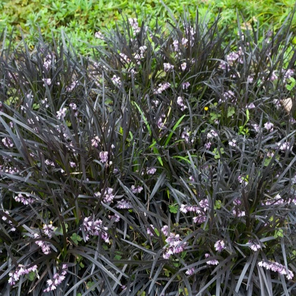 Schwarzer Schlangenbart 'Nigrescens'