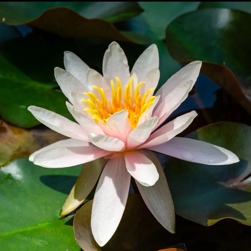 Seerose Marliacea Rosea