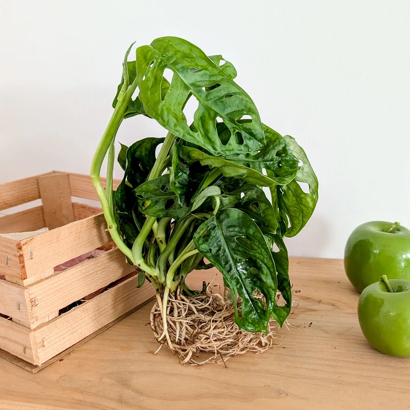Monstera deliciosa