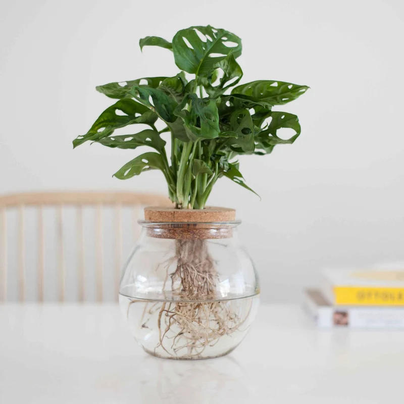 Monstera deliciosa