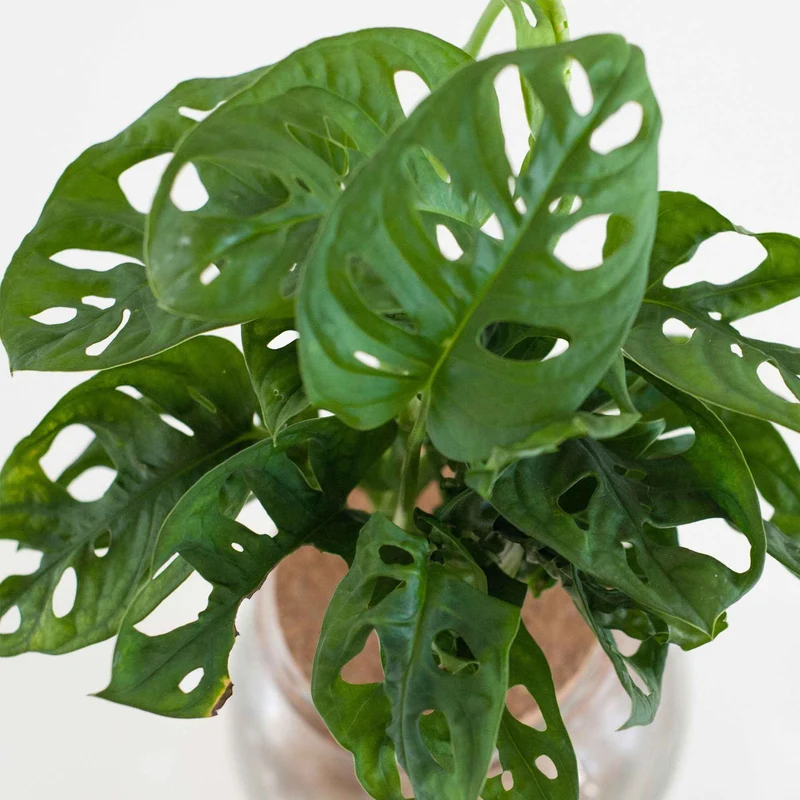 Monstera deliciosa