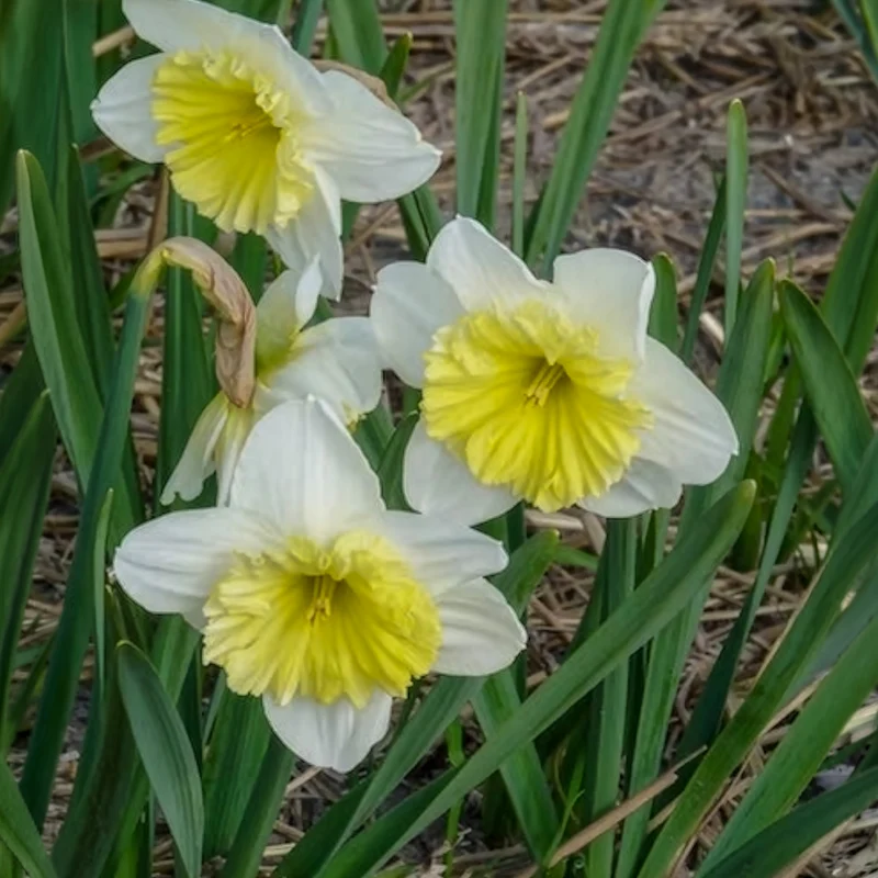 Narzissen mit großer Krone Ice Follies (x5)