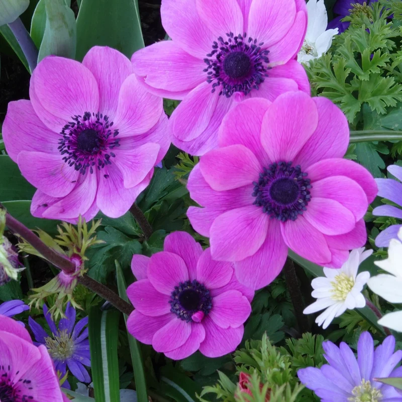 Anemonen coronaria - Rosa