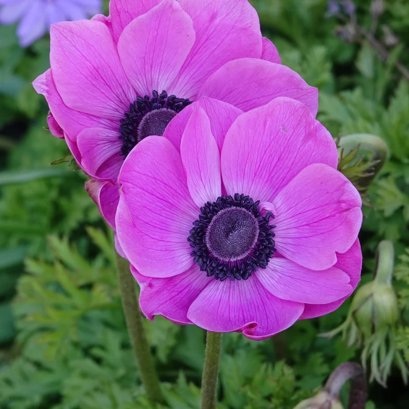 Anemonen coronaria - Rosa