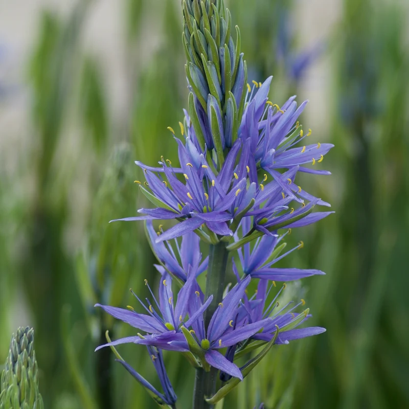 Camassia leichtlinii suksdorfii blau (x3)