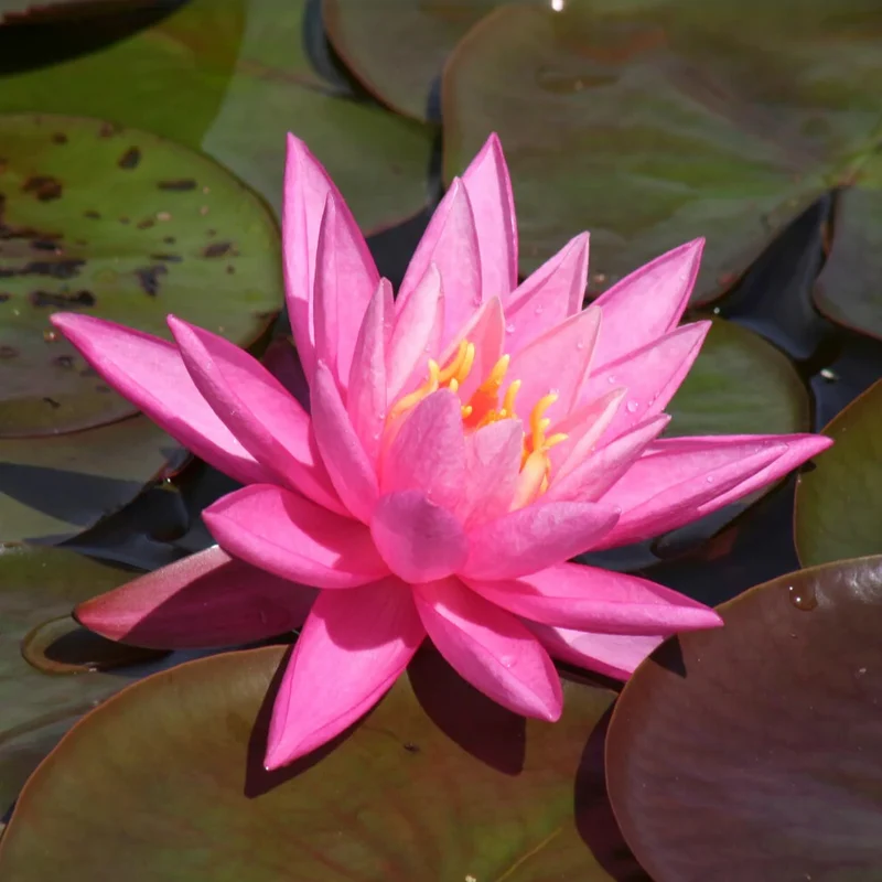 Seerose Rose Arey
