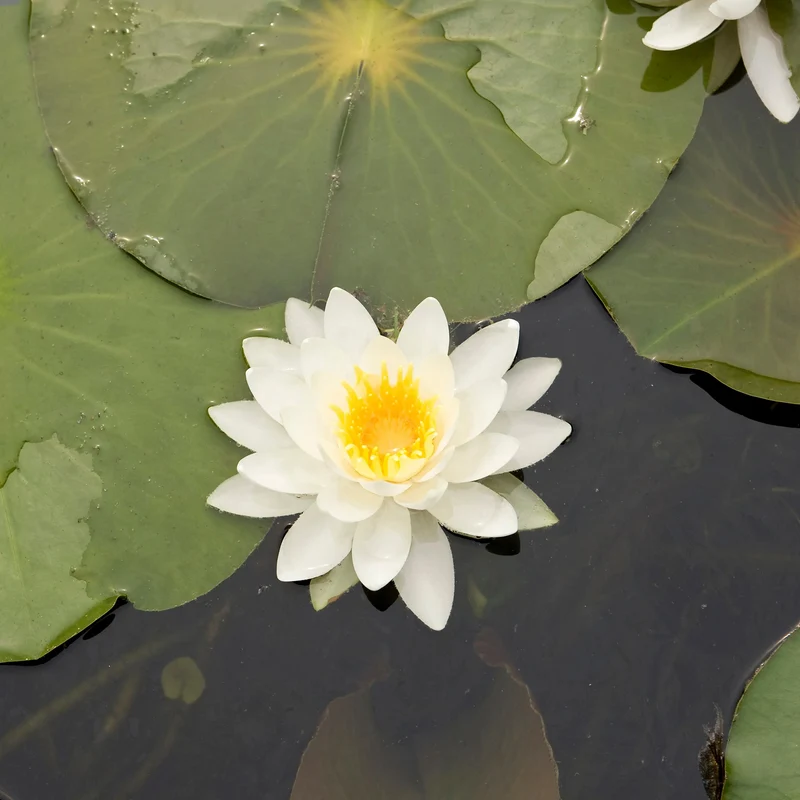Seerose Tetragona