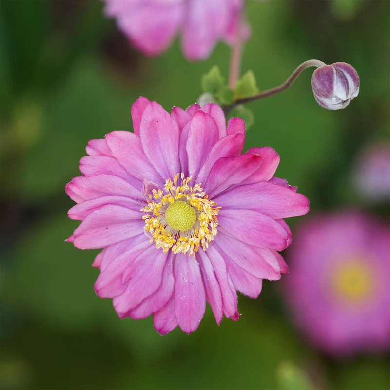 Herbst-Anemone