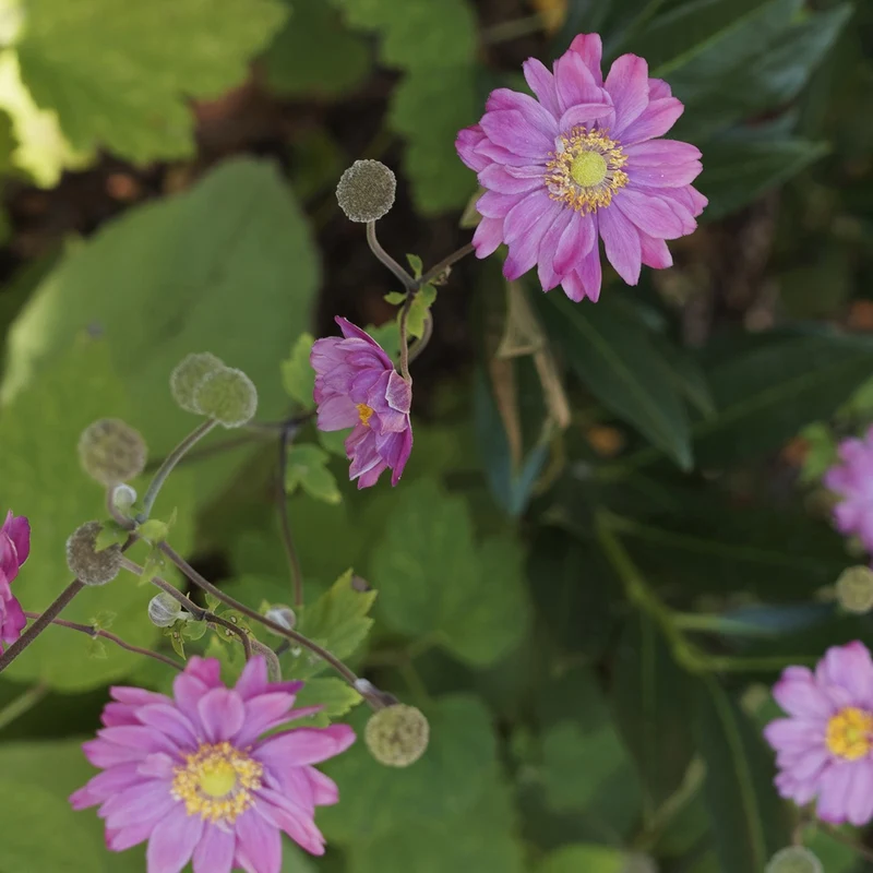 Herbst-Anemone